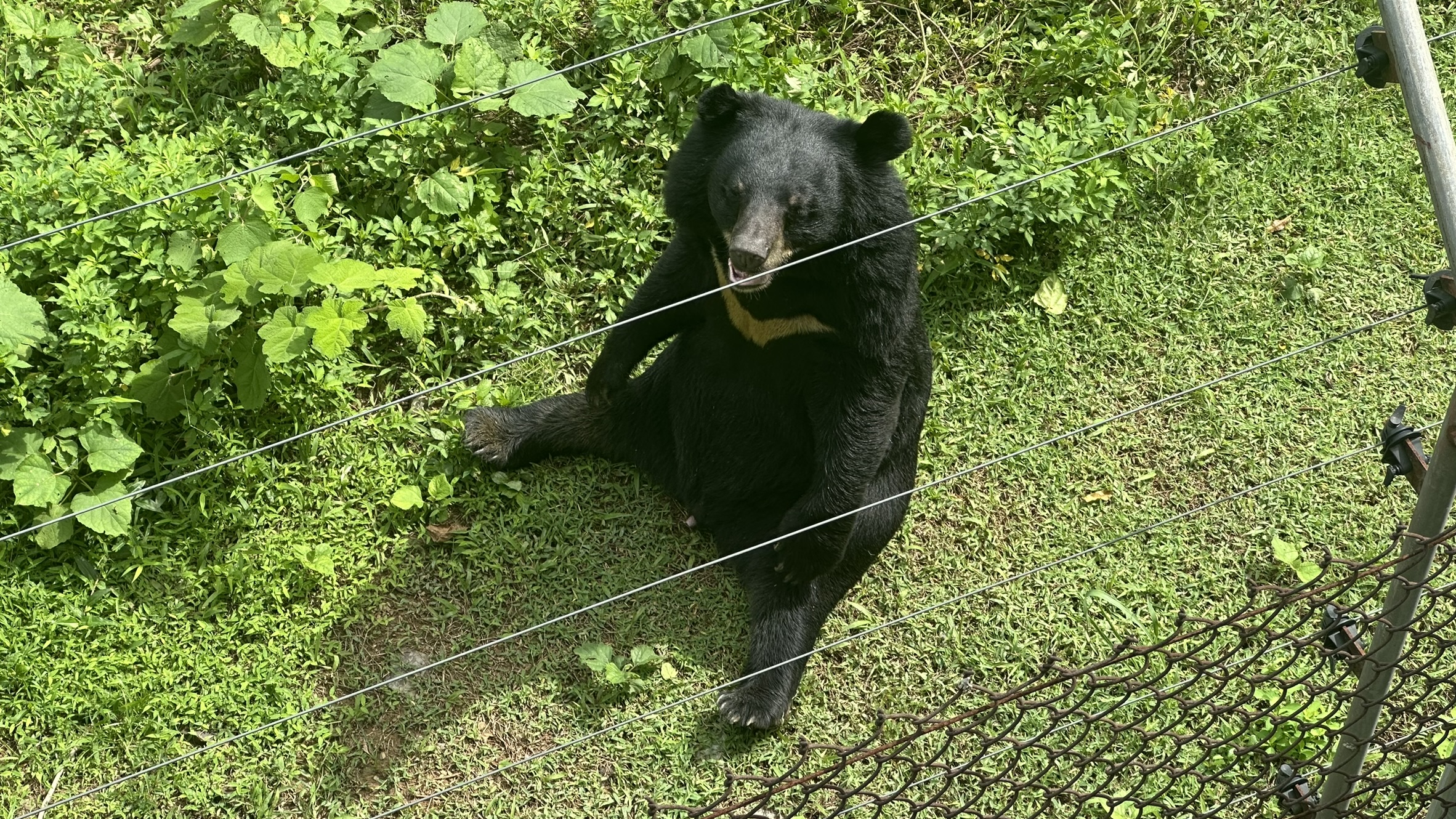 Bear resting in the shade near the sanctuary grounds